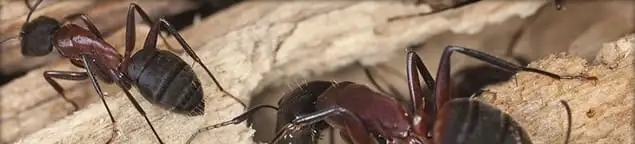 Close-up of ants on wood showing an active ant infestation in Louisville, KY