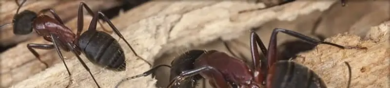 Close-up of ants on wood showing an active ant infestation in Louisville, KY
