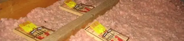 Mouse traps placed in an attic for rodent control in Louisville, KY