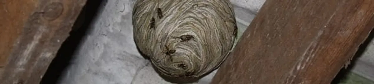 Wasp nest in an attic space, a common home infestation risk in Louisville, KY
