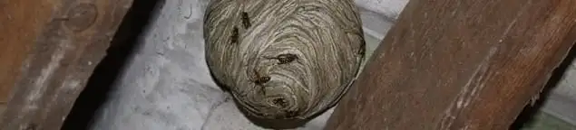 Wasp nest in an attic space, a common home infestation risk in Louisville, KY