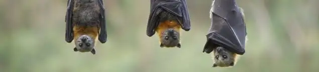 Bats roosting together, a common sign of a bat infestation in Louisville, KY