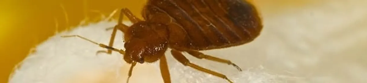 Close-up of a bed bug, a sign of an active infestation in Louisville, KY