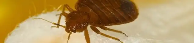 Close-up of a bed bug, a sign of an active infestation in Louisville, KY
