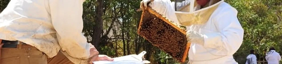 Bee removal specialists relocating a hive and honeycomb safely in Louisville, KY