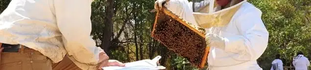 Bee removal specialists relocating a hive and honeycomb safely in Louisville, KY