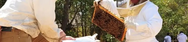 Bee removal specialists relocating a hive and honeycomb safely in Louisville, KY
