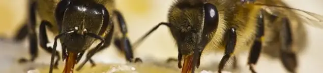 Close-up of honey bees, a sign of a nearby hive in Louisville, KY