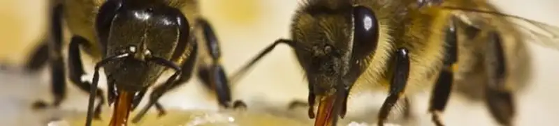 Close-up of honey bees, a sign of a nearby hive in Louisville, KY