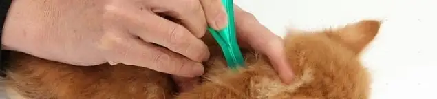 Flea treatment for pets using a flea comb, a sign of flea problems in Louisville, KY