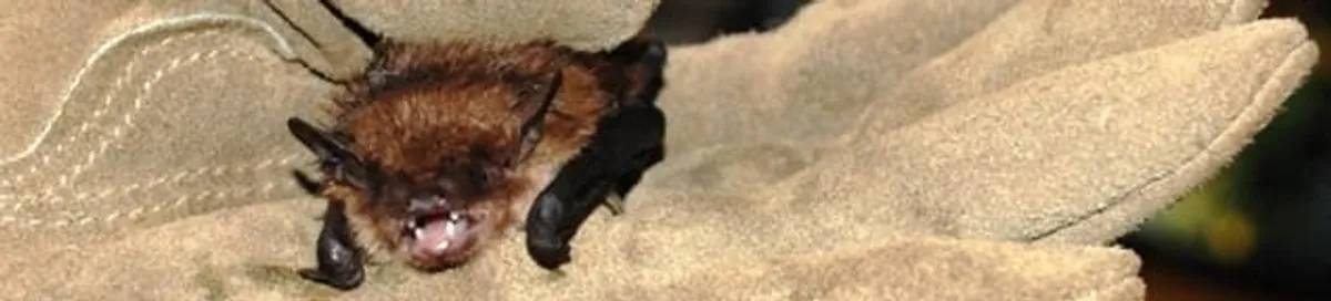 Bat removal specialist holding a bat safely during humane exclusion in Louisville, KY