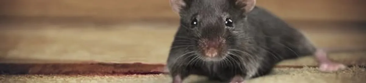Mouse indoors, a common sign of a rodent infestation in Louisville, KY