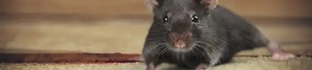 Mouse indoors, a common sign of a rodent infestation in Louisville, KY