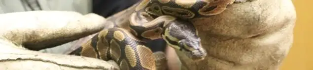Snake removal specialist safely handling a snake with protective gloves in Louisville, KY