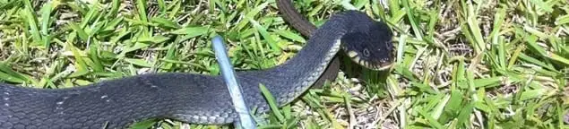 Snake in a yard, a common sign of a snake problem near a home in Louisville, KY