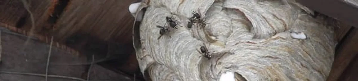Close-up of a wasp nest with active wasps, a sign of an infestation in Louisville, KY