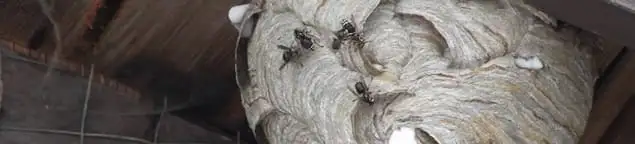 Close-up of a wasp nest with active wasps, a sign of an infestation in Louisville, KY
